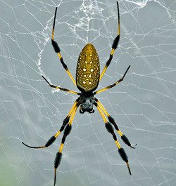 What Really Happens When a Spider Bites You banana spiders
