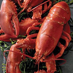 lobster2501