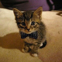 first date attire, kitten-bow-tie