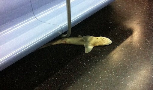 Dead shark on subway