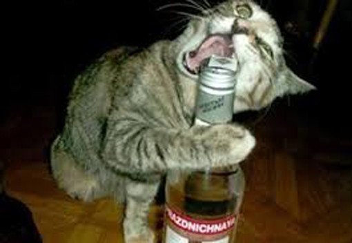 vodka cat