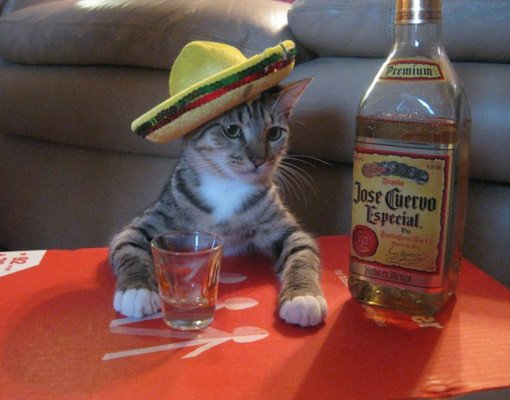 7 Things Every Guy Should Know About Tequila