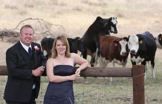 awful wedding pics humping cows