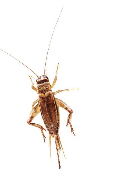 Who The Hell Eats Crickets For Protein? People, Evidently … - Modern Man