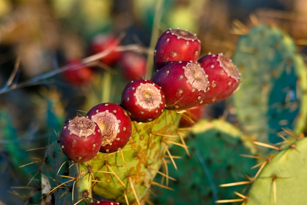 prickly pear cactus fruit
