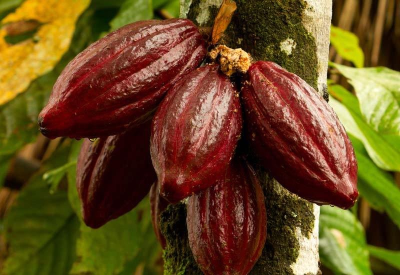 Aduna_Super-Cacao_Pod_tree