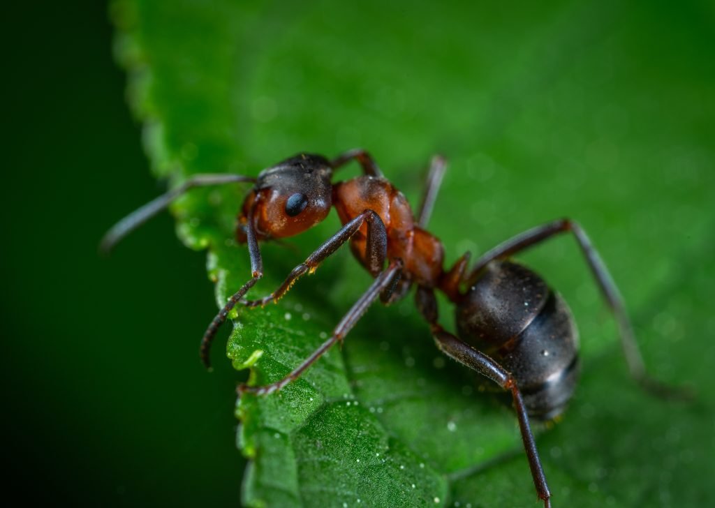 close up photography of red ant on green leaf 1104974